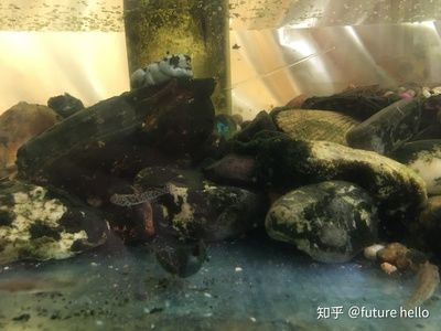 家里魚缸養(yǎng)黑色的魚好嗎 魚缸風水 第2張