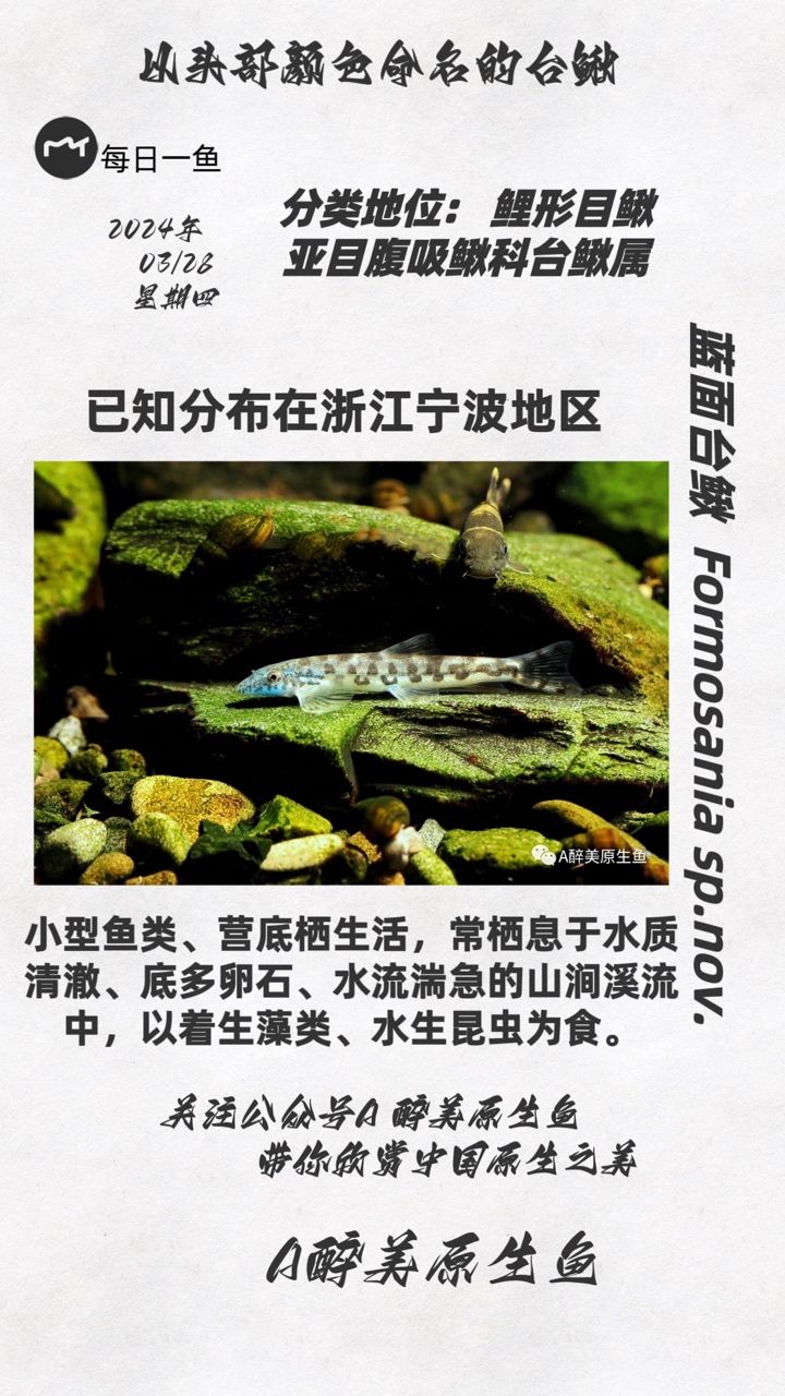 藍(lán)面臺鰍：分布在浙江寧波 觀賞魚論壇