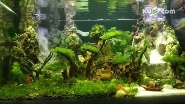 成品魚缸適合造什么景：成品魚缸造景的注意事項(xiàng) 魚缸百科 第1張