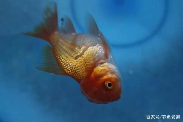 家里魚缸風(fēng)水魚放幾條好：家里魚缸風(fēng)水魚放幾條 魚缸風(fēng)水 第2張