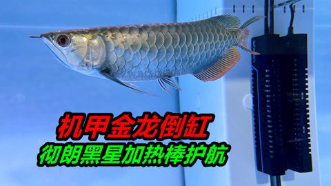 金龍魚斷尾多久可以恢復(fù)：金龍魚斷尾多久能恢復(fù) 龍魚百科 第1張