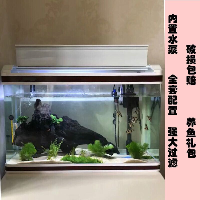 家中小型魚缸養(yǎng)什么魚好養(yǎng)些：適合家中小型魚缸飼養(yǎng)的幾種魚類 魚缸風(fēng)水 第3張