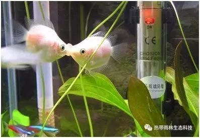 家庭魚缸必備魚藥：家庭魚缸必備魚藥及使用方法 魚缸風(fēng)水 第3張