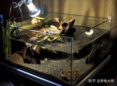 不用打理的魚(yú)缸造景好嗎：不用打理的魚(yú)缸造景 魚(yú)缸百科 第4張