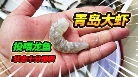 喂龍魚的蝦需要剝殼嗎：喂食龍魚時需要剝殼嗎喂龍魚的蝦需要剝殼嗎 龍魚百科 第2張