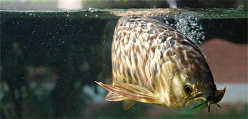 喂龍魚的蝦需要剝殼嗎：喂食龍魚時需要剝殼嗎喂龍魚的蝦需要剝殼嗎 龍魚百科 第1張