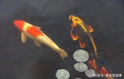 家里魚缸養(yǎng)九條魚好嗎風(fēng)水好嗎視頻：養(yǎng)魚的風(fēng)水講究與科學(xué) 魚缸風(fēng)水 第1張