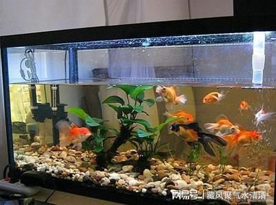 家中可以放魚缸嗎：家中魚缸擺放風(fēng)水講究 魚缸風(fēng)水 第2張