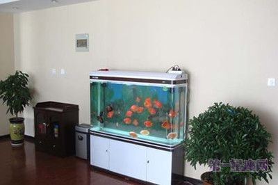 家中可以放魚缸嗎：家中魚缸擺放風(fēng)水講究 魚缸風(fēng)水 第1張