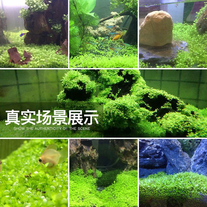 家庭魚缸水草：家庭魚缸中的水草養(yǎng)護的關鍵點：水草的養(yǎng)護技巧