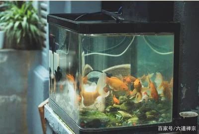 家里魚缸破裂有什么說法：家里魚缸破裂在風(fēng)水上有什么影響？