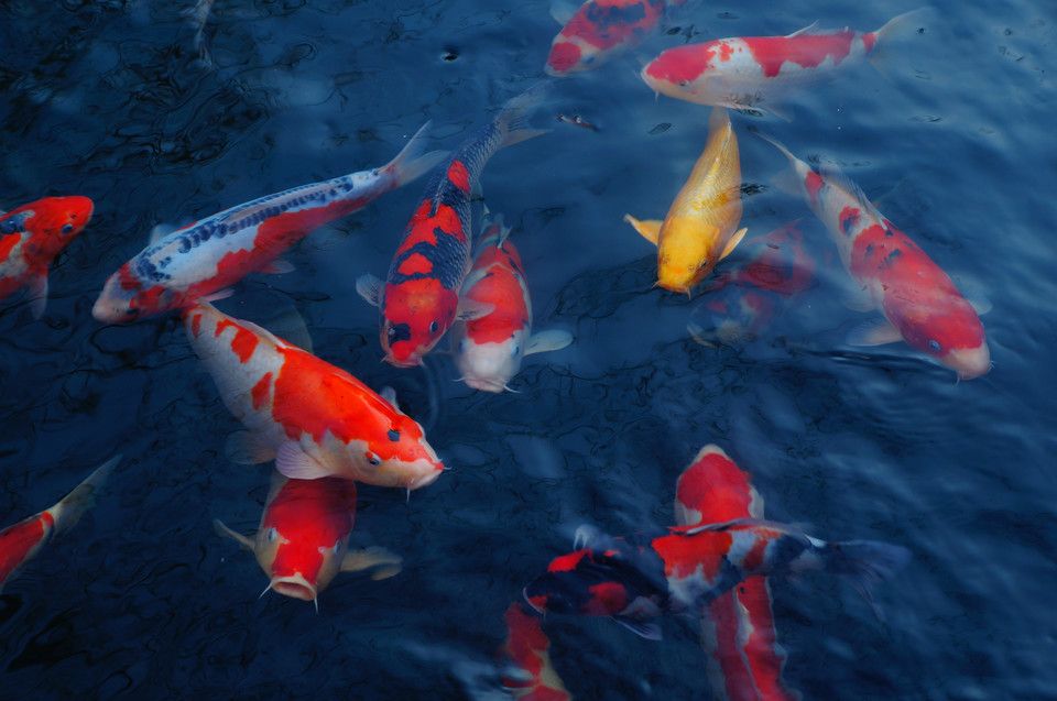 家里魚缸錦鯉養(yǎng)幾條比較好：家庭養(yǎng)錦鯉魚的最佳數(shù)量 魚缸風水 第2張