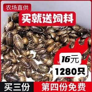 龍魚只吃蟑螂能改變回來嗎：龍魚只吃蟑螂能改變嗎 龍魚百科 第1張