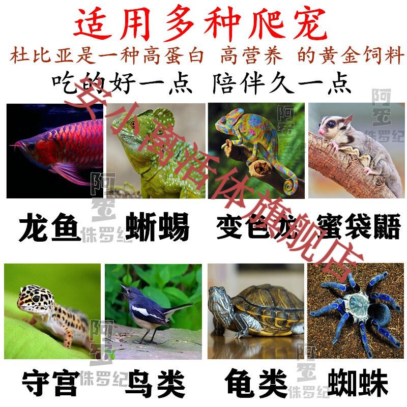 龍魚只吃蟑螂能改變回來嗎：龍魚只吃蟑螂能改變嗎 龍魚百科 第2張