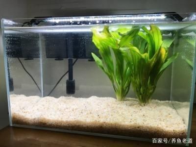 家里魚缸突然裂了是怎么回事：家里魚缸突然裂了可能由多種原因導致 魚缸風水 第2張