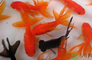 家里面魚缸養(yǎng)魚多少條合適？ 魚缸風(fēng)水 第1張