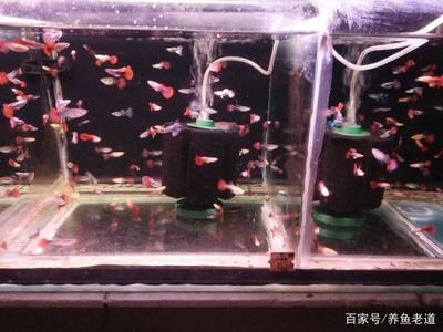 家用觀賞魚缸廠家批發(fā)價格多少錢一個：家用觀賞魚缸廠家批發(fā)價格列表和詳細(xì)批發(fā)優(yōu)惠信息 魚缸風(fēng)水 第2張