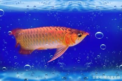 龍魚狀態(tài)不好關(guān)燈靜養(yǎng)有用嗎為什么：關(guān)燈靜養(yǎng)可以幫助龍魚放松心情 龍魚百科 第3張