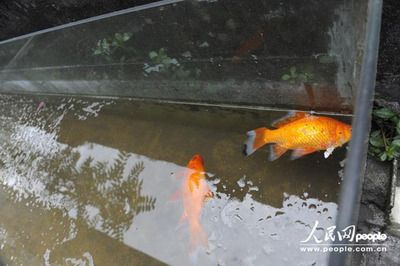 家里魚缸養(yǎng)的金魚死是什么原因引起的：家里魚缸養(yǎng)金魚突然死亡的原因和疾病抵抗力突然死亡 魚缸風水 第2張