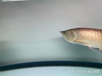 龍魚眼睛下垂怎么治療：龍魚眼睛下垂怎么辦