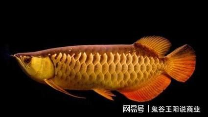 金龍魚須子短了怎么辦：金龍魚的須子短了怎么辦