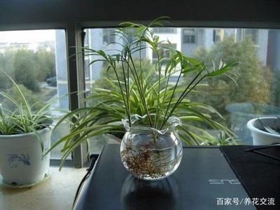 家庭魚缸適合養(yǎng)什么植物：家庭水培植物的養(yǎng)護技巧