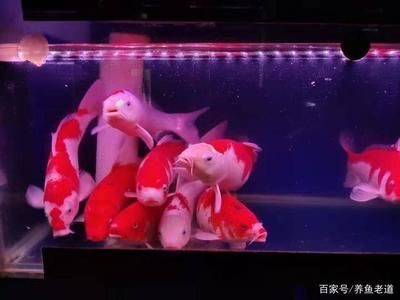 1米8的魚缸養(yǎng)幾條魚好