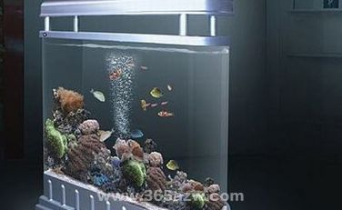 家里魚缸裂了是破財(cái)嗎：家里魚缸破了是否意味著破財(cái)？ 魚缸風(fēng)水 第1張