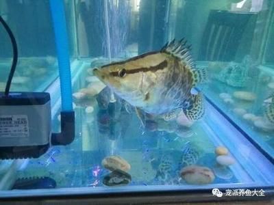 家里魚缸能養(yǎng)桂魚嗎好嗎視頻：家庭養(yǎng)殖桂魚的常見誤區(qū) 魚缸風水 第2張