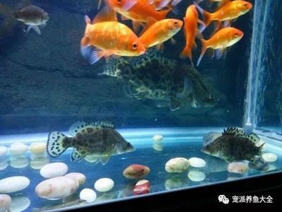 家里魚缸能養(yǎng)桂魚嗎好嗎視頻：家庭養(yǎng)殖桂魚的常見誤區(qū) 魚缸風水 第1張