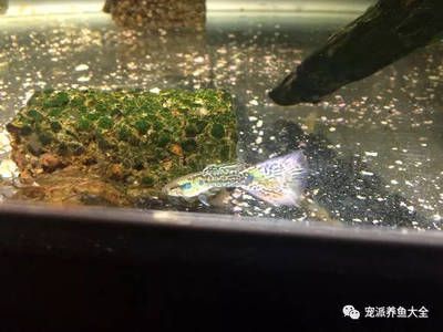 家養(yǎng)魚缸怎么換水視頻：關(guān)于家養(yǎng)魚缸換水的問題 魚缸風(fēng)水 第3張