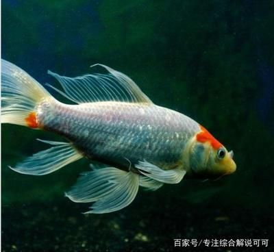 家庭魚(yú)缸如何養(yǎng)錦鯉魚(yú)：家庭魚(yú)缸如何養(yǎng)殖錦鯉魚(yú)