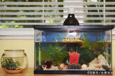 家里東北方可以放魚缸嗎 魚缸風(fēng)水 第3張