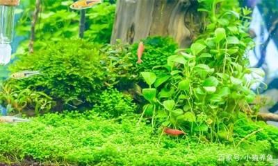 家庭魚缸青苔怎么清理 魚缸風(fēng)水 第2張