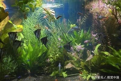 家庭魚缸青苔怎么清理 魚缸風(fēng)水 第1張