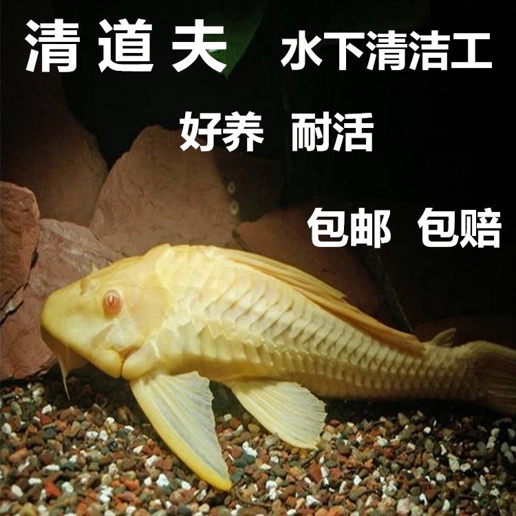 大型魚缸清潔魚選什么好養(yǎng)：大型魚缸清潔魚的種類大型魚缸清潔魚的作用和優(yōu)點(diǎn) 魚缸百科 第1張