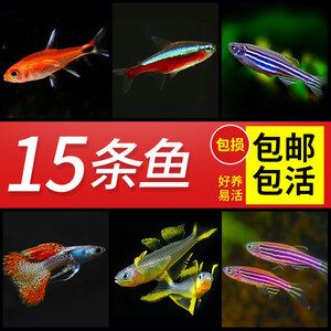 大型魚缸清潔魚選什么好養(yǎng)：大型魚缸清潔魚的種類大型魚缸清潔魚的作用和優(yōu)點(diǎn) 魚缸百科 第4張