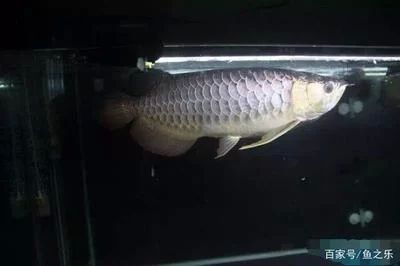 龍魚掉鱗片多久可以長好：龍魚掉鱗片多久可以長好龍魚掉鱗片多久可以長好 龍魚百科 第2張