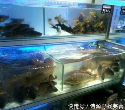 出售二手海鮮魚缸騙局視頻：二手海鮮魚缸騙局 魚缸百科 第3張