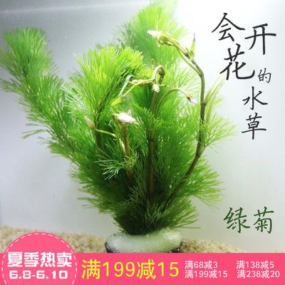 草金魚魚缸造景：養(yǎng)草金魚和進(jìn)行魚缸造景的注意事項 魚缸百科 第4張