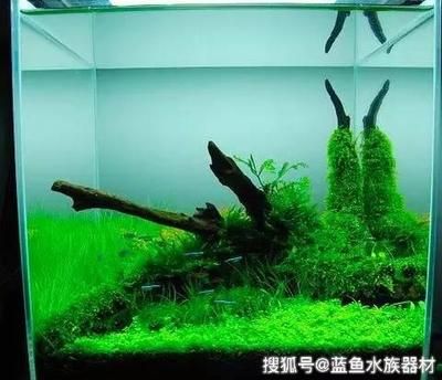 成品魚缸可以造景嗎視頻教學(xué)