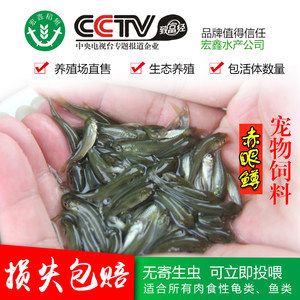 龍魚主食還是飼料好還是蝦好養(yǎng)殖呢：龍魚的喂養(yǎng)方法 龍魚百科 第1張