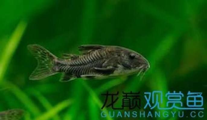 不用清理魚缸的魚有哪些品種：清潔魚的種類和特點 魚缸百科 第1張