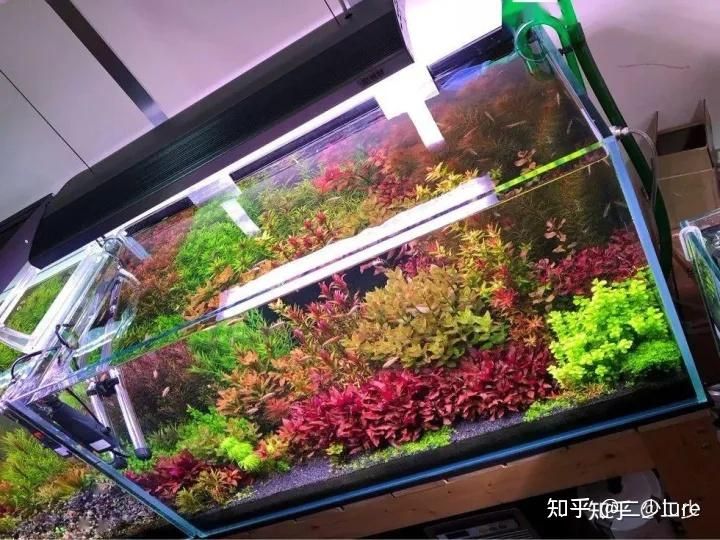 北方魚缸里養(yǎng)什么水草最好：適合北方魚缸養(yǎng)的水草品種， 魚缸百科 第1張