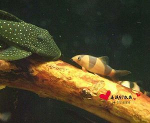 龍魚(yú)吃三間鼠嗎：龍魚(yú)一定會(huì)吃三間鼠嗎？ 龍魚(yú)百科 第1張