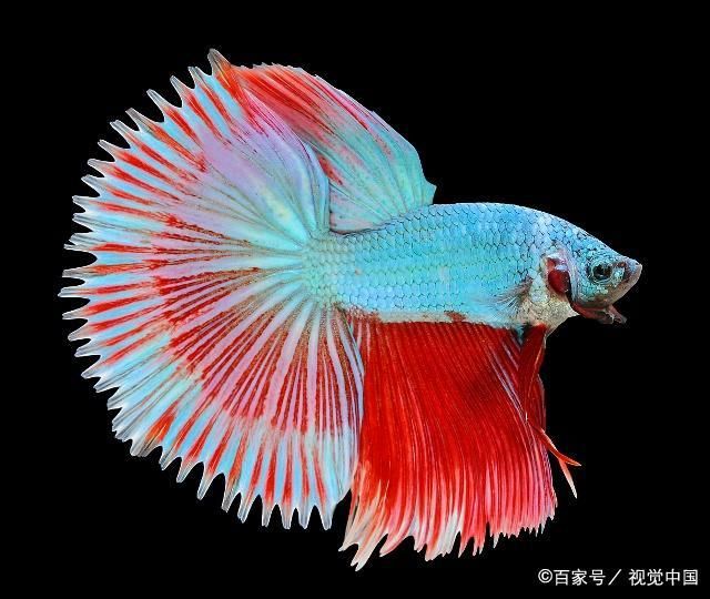 常見(jiàn)熱帶觀賞魚(yú)：什么是熱帶觀賞魚(yú)