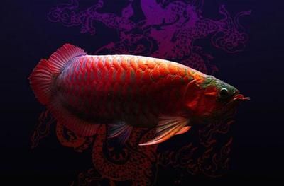 養(yǎng)紅龍魚(yú)用什么顏色背景墻好看：養(yǎng)紅龍魚(yú)用什么顏色背景墻好看養(yǎng)紅龍魚(yú)的背景墻顏色建議 龍魚(yú)百科 第3張