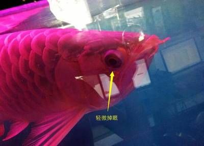 防止龍魚掉眼有沒有水里面放的玩具或者什么