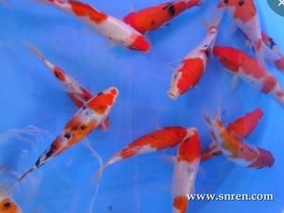 家有兩個魚缸好嗎：家里養(yǎng)兩個魚缸可以起到化解作用，家里養(yǎng)兩個魚缸合適嗎 魚缸風(fēng)水 第2張