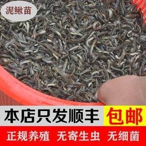 龍魚吃的小魚在哪買：購(gòu)買龍魚吃的小魚有哪些途徑